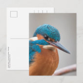 Common Kingfisher自然写真 ポストカード (正面/裏面)