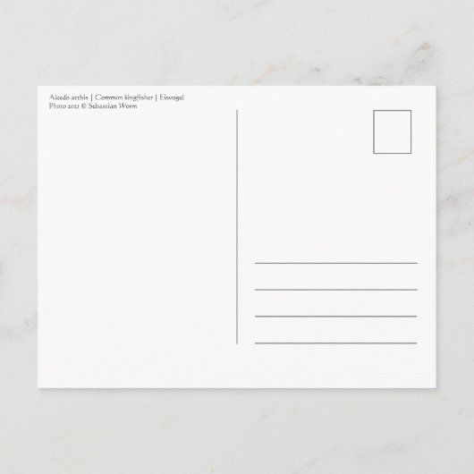 Common Kingfisher自然写真 ポストカード (裏面)