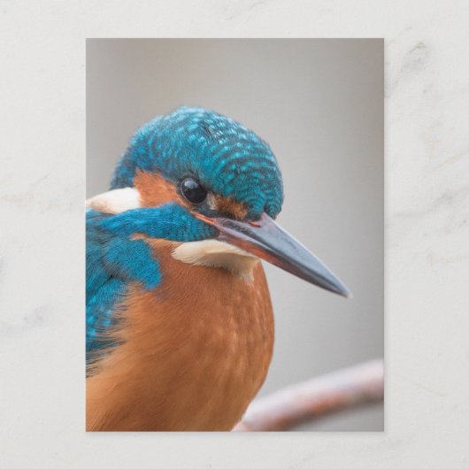 Common Kingfisher自然写真 ポストカード (正面)