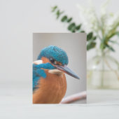 Common Kingfisher自然写真 ポストカード (スタンド正面)