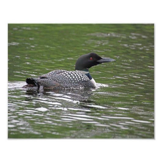 Common Loon Wildlifeフォトプリント フォトプリント (正面)
