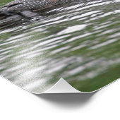 Common Loon Wildlifeフォトプリント フォトプリント (角)