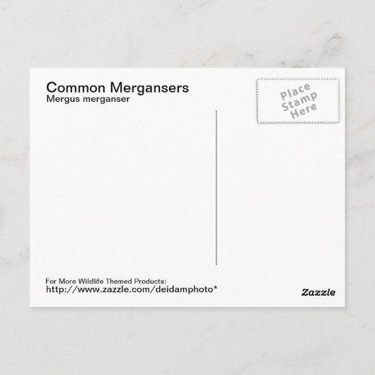 Common Merganserはがき ポストカード (裏面)
