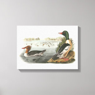 Common Merganser by Audubon キャンバスプリント