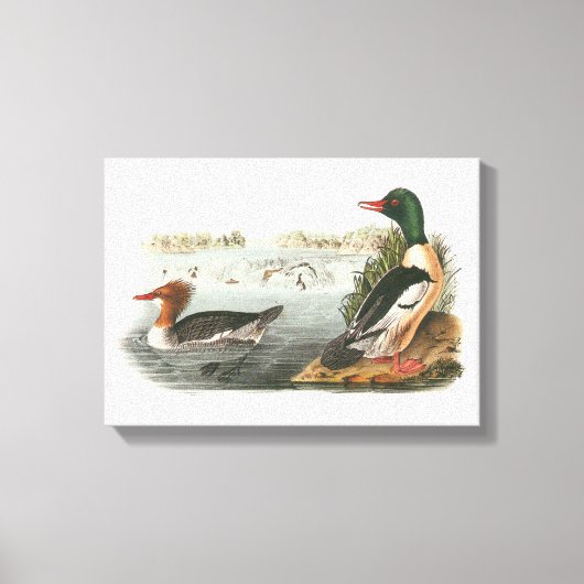 Common Merganser by Audubon キャンバスプリント (正面)