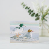 Common Merganser Goosander Bird Duckはがき ポストカード (スタンド正面)