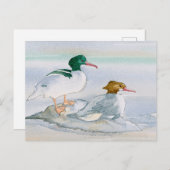 Common Merganser Goosander Bird Duckはがき ポストカード (正面/裏面)