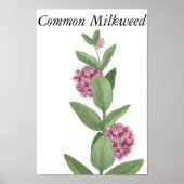 Common Milkweed ポスター (正面)