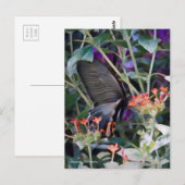 Common Mormon ポストカード (正面/裏面)
