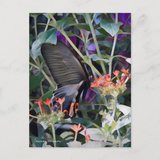 Common Mormon ポストカード (正面)