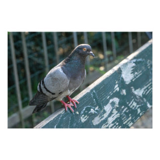 Common Pigeon Perched on a Wooden Bench in the Par フォトプリント