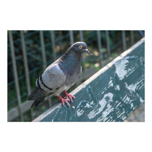 Common Pigeon Perched on a Wooden Bench in the Par フォトプリント (正面)