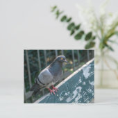 Common Pigeon Perched on a Wooden Bench in the Par ポストカード (スタンド正面)
