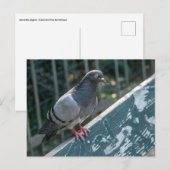 Common Pigeon Perched on a Wooden Bench in the Par ポストカード (正面/裏面)