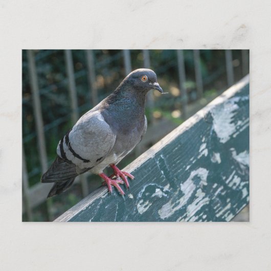 Common Pigeon Perched on a Wooden Bench in the Par ポストカード (正面)