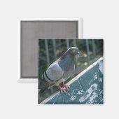 Common Pigeon Perched on a Wooden Bench in the Par マグネット (正面/裏面)