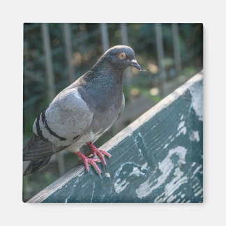Common Pigeon Perched on a Wooden Bench in the Par マグネット