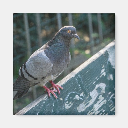 Common Pigeon Perched on a Wooden Bench in the Par マグネット (正面)