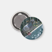 Common Pigeon Perched on a Wooden Bench in the Par マグネット (正面/裏面)