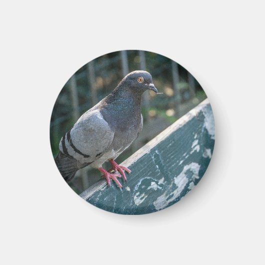 Common Pigeon Perched on a Wooden Bench in the Par マグネット (正面)