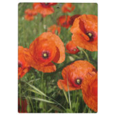 Common Poppies クリップボード (裏面)