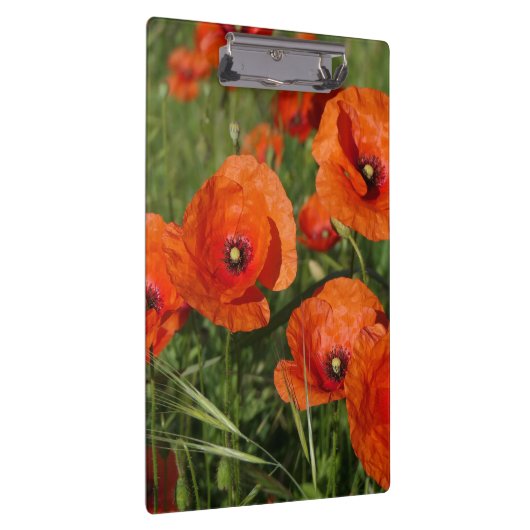 Common Poppies  クリップボード (右)