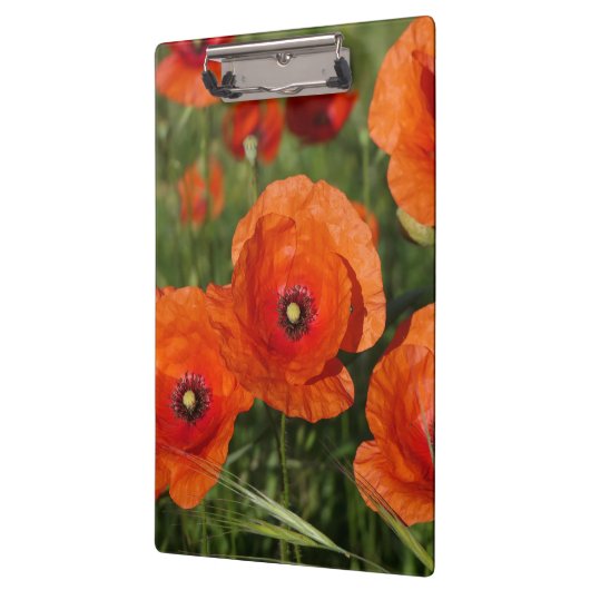 Common Poppies  クリップボード (左)