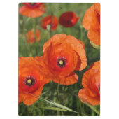 Common Poppies クリップボード (裏面)