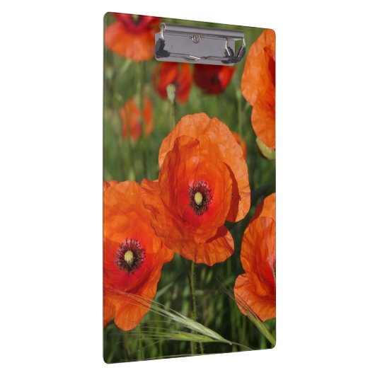 Common Poppies  クリップボード (右)