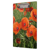 Common Poppies クリップボード (左)