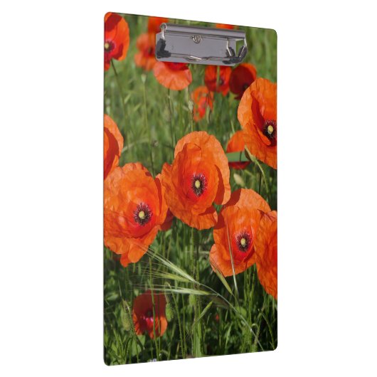 Common Poppies  クリップボード (右)