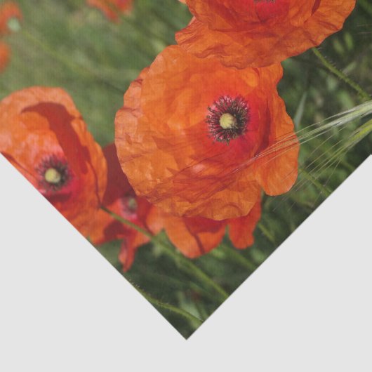 Common Poppies  薄葉紙 (詳細)