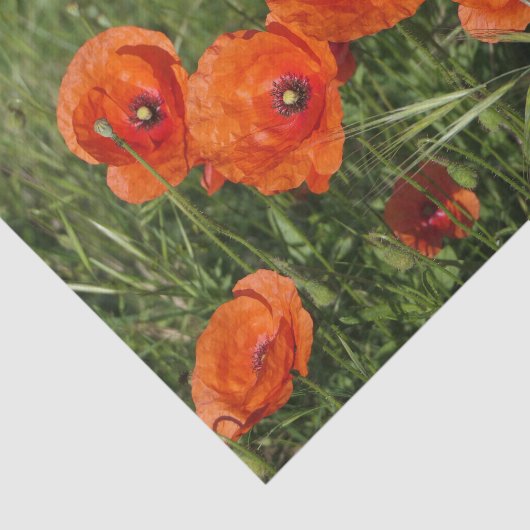 Common Poppies  薄葉紙 (詳細)