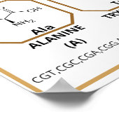 Common quide to 20 common amino acids ポスター (角)