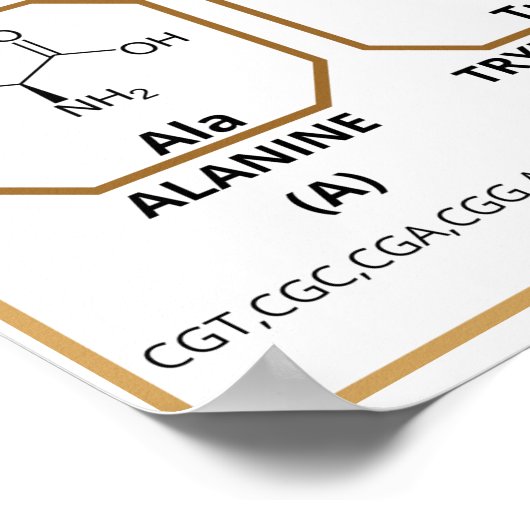 Common quide to 20 common amino acids ポスター (角)