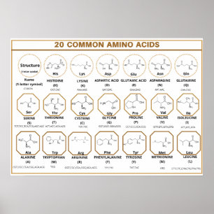 Common quide to 20 common amino acids ポスター
