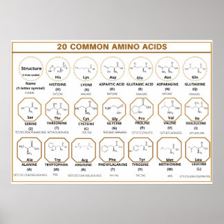 Common quide to 20 common amino acids ポスター