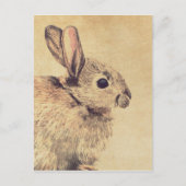 Common Rabbit Water Color Sketchはがき ポストカード (正面)