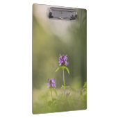 Common Self-Heal自然写真 クリップボード (右)