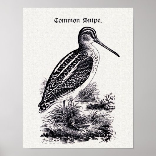 "Common Snipe"ヴィンテージイラストレーション ポスター (正面)