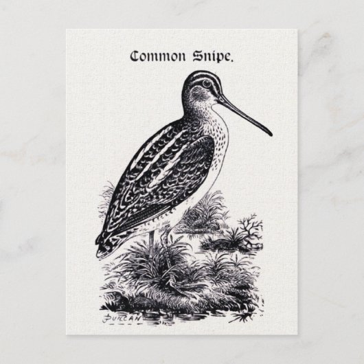 "Common Snipe"ヴィンテージイラストレーション ポストカード (正面)
