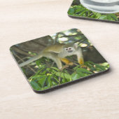 Common Squirrel Monkey(Saimiri sciureus)、Rio コースター (左側)