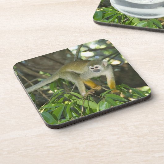 Common Squirrel Monkey(Saimiri sciureus)、Rio コースター (左側)