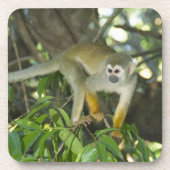Common Squirrel Monkey(Saimiri sciureus)、Rio コースター (正面)