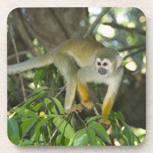 Common Squirrel Monkey(Saimiri sciureus)、Rio コースター (正面)