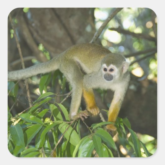 Common Squirrel Monkey(Saimiri sciureus)、Rio スクエアシール (正面)