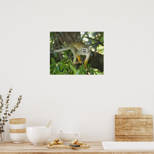 Common Squirrel Monkey(Saimiri sciureus)、Rio ポスター (キッチン)