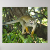 Common Squirrel Monkey(Saimiri sciureus)、Rio ポスター (正面)
