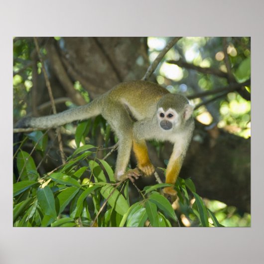 Common Squirrel Monkey(Saimiri sciureus)、Rio ポスター (正面)