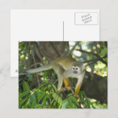 Common Squirrel Monkey(Saimiri sciureus)、Rio ポストカード (正面/裏面)